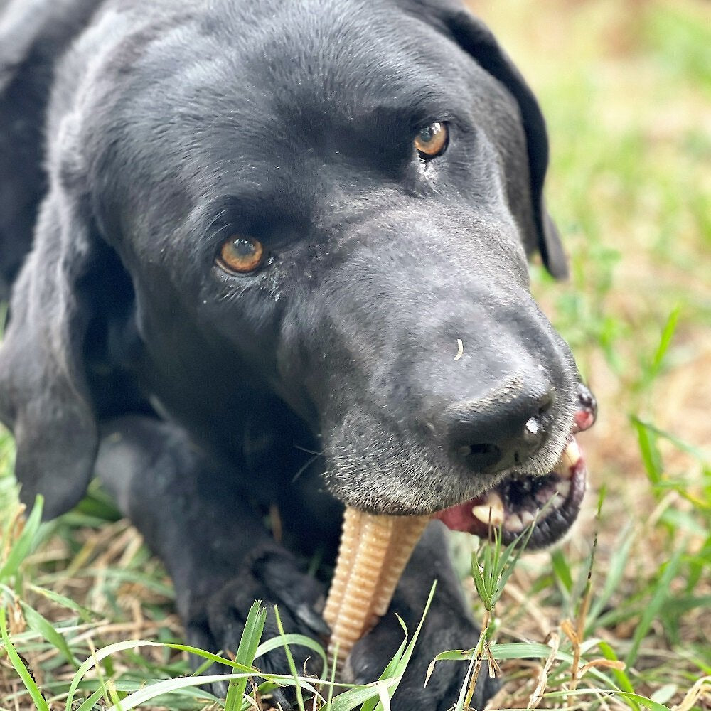 Honey Bone Dental Tower - Ultra Durable Chew Toy for Aggressive Chewers