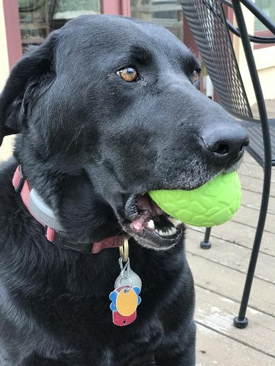 Durable Chew Toy & Treat Dispenser - Dinosaur Egg for Power Chewers